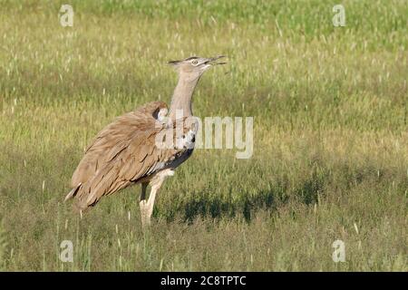 Kori bustard (Ardeotis kori), adult, in high grass, alert, Kgalagadi Transfrontier Park, Northern Cape, South Africa, Africa Stock Photo