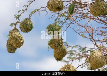 Nests of Southern masked weavers (Ploceus velatus) hanging from the branches, Kgalagadi Transfrontier Park, Northern Cape, South Africa, Africa Stock Photo