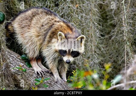 Racoon is hiding in the hammock tree Stock Photo