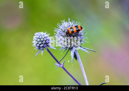 Bee beetle, bee wolf Trichodes apiaries on Sea holly Stock Photo
