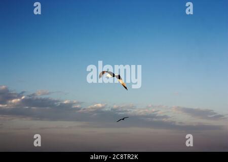 Two isolated seagulls in flight over a blue sky with some clouds on a summer afternoon near the coast Stock Photo