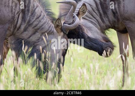 Blue wildebeests (Connochaetes taurinus), two adult males, fighting for dominance, Kgalagadi Transfrontier Park, Northern Cape, South Africa, Africa Stock Photo