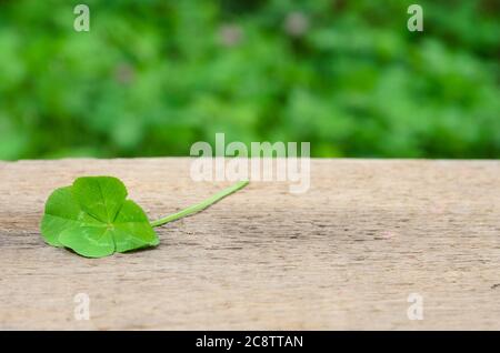 Four-leaf clover bringing good luck on a rough wooden surface. Selective focus.