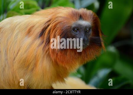 Portrait of a golden lion tamarin (Leontopithecus rosalia). One of the world’s most endangered animals due to it being hunted by poachers Stock Photo