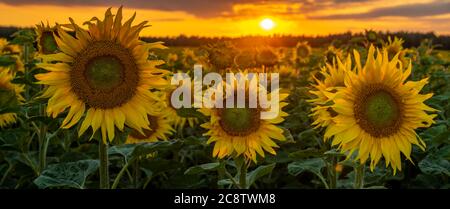 sunset over a field of blooming sunflowers Stock Photo