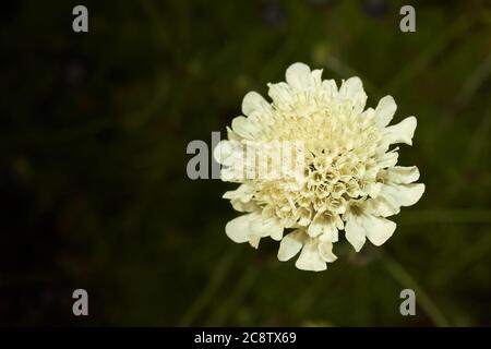 The whitish yellow flower of the Yellow Scabious or Cream pincushions (scabiosa ochroleuca) plant. Stock Photo