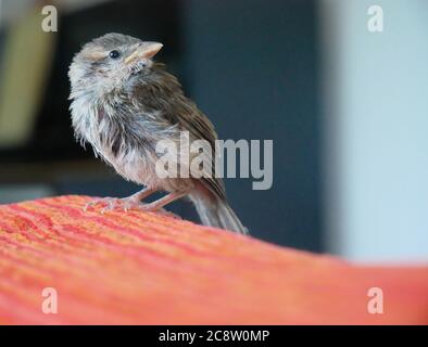 This sparrow was found in the garden of a family of four, it was wounded and was treated. He now lives in the house and walks freely... Stock Photo