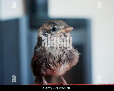 This sparrow was found in the garden of a family of four, it was wounded and was treated. He now lives in the house and walks freely... Stock Photo