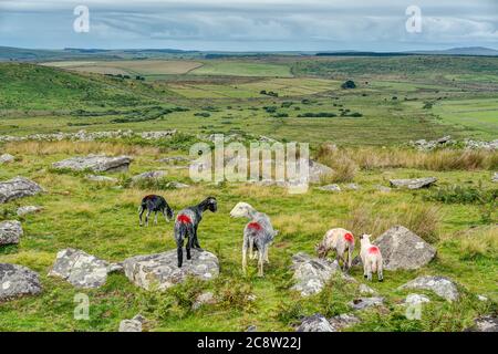 A shot from behind a small flock of sheep on Bodmin Moor, Cornwall, England with extensive views over the green wild moorland. A vast wide open space. Stock Photo