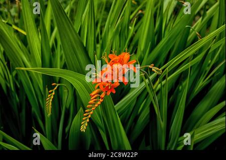 Single bright orange red Crocosmia sharply rendered against a background of a mass of its own contrasting green spiney foliage. Detailed & colourful. Stock Photo