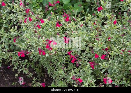 Salvia greggii 'Caramba' Stock Photo
