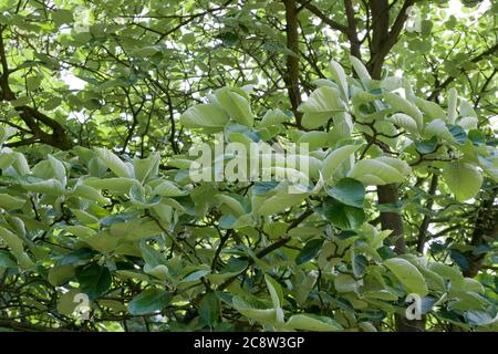 Sorbus thibetica 'John Mitchell' , foliage Stock Photo