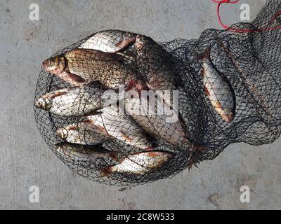 Fishing concept. Freshwater fish on keepnet with fishery catch in it