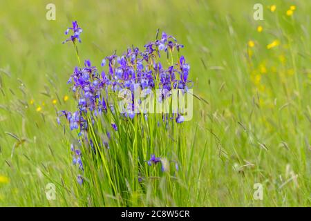 Tiny violet blue irises - pygmy spring flowers blossoming Stock Photo