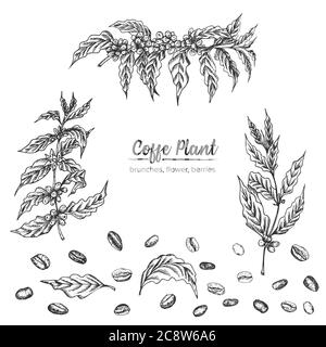 Realistic Botanical ink sketch arabica coffee plant, brunches, flower, berries, leaves, roasted beans isolated on white background, herbs collection Stock Vector