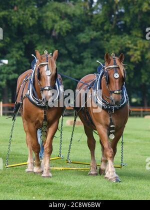 A pair of rare breed Suffolk Punch horses in show harness. Stock Photo