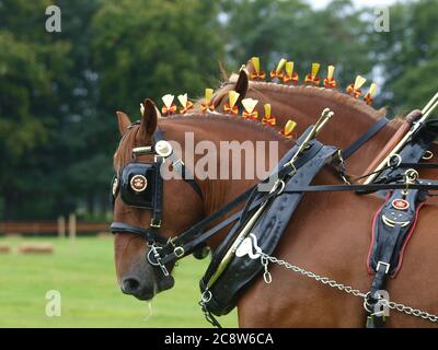 A pair of rare breed Suffolk Punch horses in show harness. Stock Photo