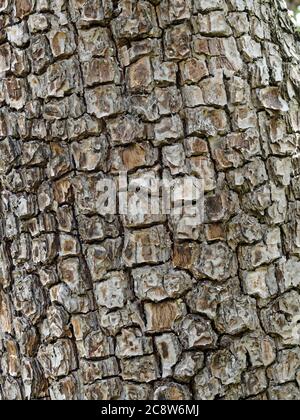 Close up of the blocky bark of a variety of pear tree which resembles dragon scales with it's cracked and scaly appearance. Stock Photo