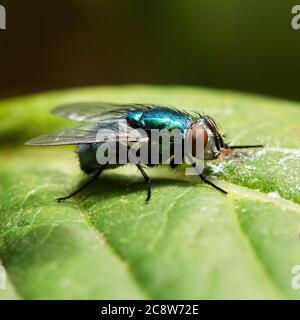 extreme close up of a greenbottle fly on a green leave in the UK Stock Photo