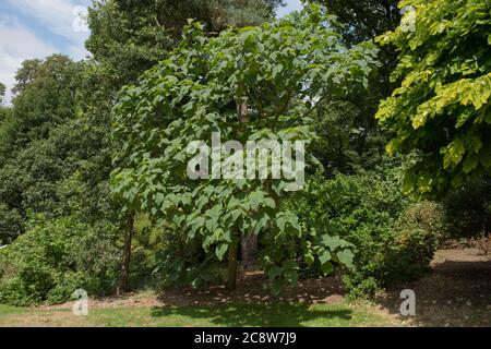 Summer Foliage of a Sapphire Dragon Tree (Paulownia kawakamii) in a Woodland Park in Rural Devon, England, UK Stock Photo