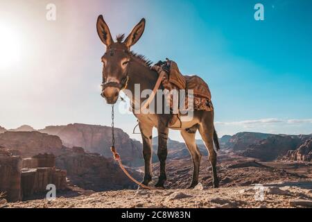A donkey with a saddle is standing in the sun and resting and waiting for tourists on the viewing platform Stock Photo