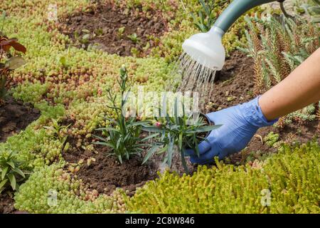Gardener is watering seedling of young cloves in a garden using a plastic watering can. Stock Photo