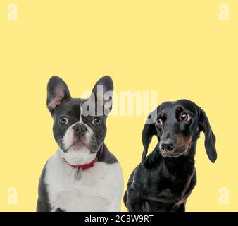 cute french bulldog dog sitting next to a teckel dog looking away happy on yellow background