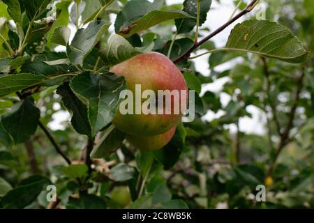 Close up Apple ripening and turning red on an apple tree in an orchard Stock Photo