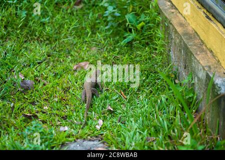 Komodo lizard walks on the lawn in the park. Stock Photo