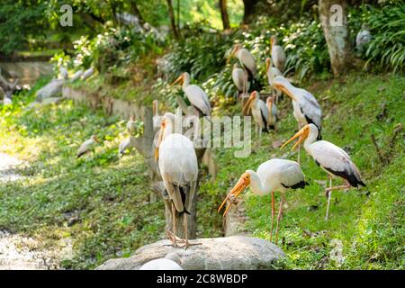 A flock of milk storks sits on a green lawn in a park. Stock Photo