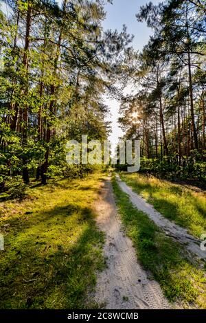 Pine forest illuminated by the setting sun. Stock Photo