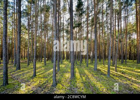 Pine forest illuminated by the setting sun. Stock Photo