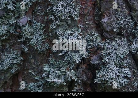 Lichen, Hypogymnia physodes growing on a tree trunk. Stock Photo