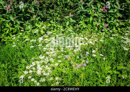 Roadside Cranes-bill, Hedge-parsley and Himalayan balsam, Vale of York, Yorkshire, UK