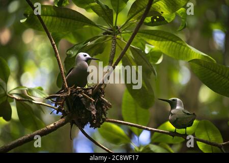Lesser noddy Anous tenuirostris, sits in its nest, Cousin island, Seychelles. | usage worldwide Stock Photo
