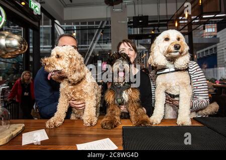 Cockapoo and French Bulldog breed-specific dog event in Shoreditch, where dog owners bring their dogs into the cafe for a meet-up in East London, UK. Stock Photo