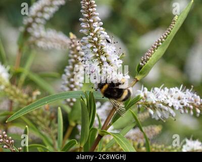 A white tailed bumble bee feeding on a Hebe flower spike Stock Photo