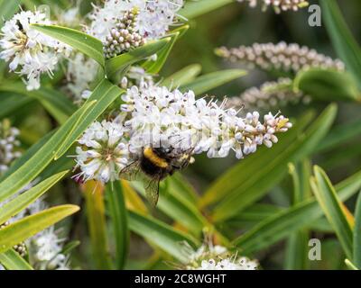 A white tailed bumble bee feeding on a Hebe flower spike Stock Photo