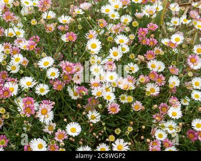 A clump of Erigeron karvinskianus in flower showing a mix of the white flowers changing to pink as they age Stock Photo