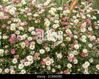 A clump of Erigeron karvinskianus in flower showing a mix of the white flowers changing to pink as they age Stock Photo