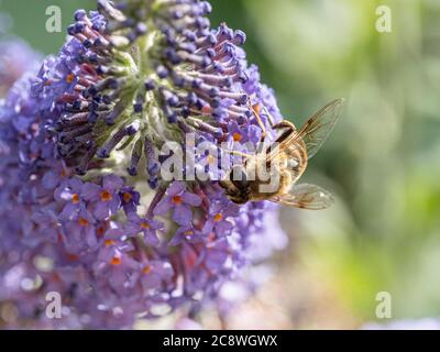 A close up of a honeybee feeding on a buddleia flower Stock Photo