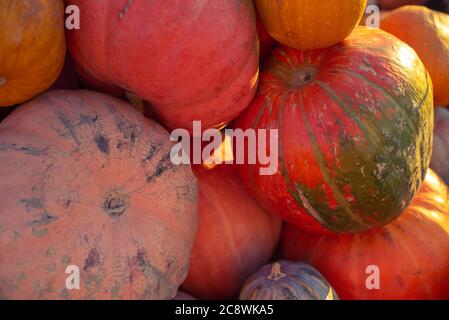 Pattern of orange pumpkins on green grass. Autumn Harvest Concept Stock Photo