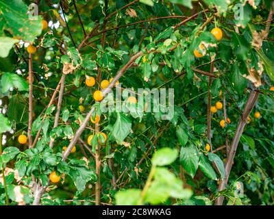 Yellow mirabelle plums (Prunus domestica syriaca) Stock Photo