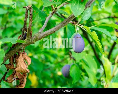 Young plums on a branch(Prunus domestica) Stock Photo