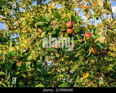 Beautiful red apples on a tree Stock Photo
