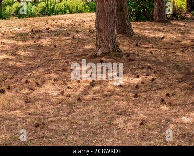 Pine cones on a dry forest meadow Stock Photo