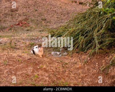 Cat relaxing on a dry lawn near bushes Stock Photo