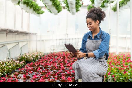 Engineer test plants and analyze data with tablet. African american girl looking at tablet in greenhouse Stock Photo