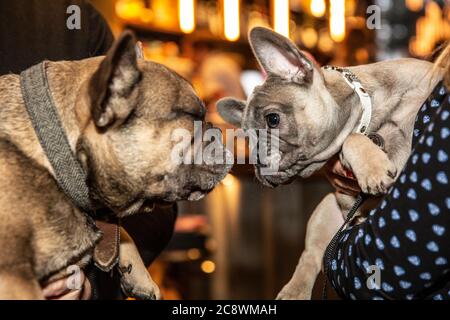 Cockapoo and French Bulldog breed-specific dog event in Shoreditch, where dog owners bring their dogs into the cafe for a meet-up in East London, UK. Stock Photo