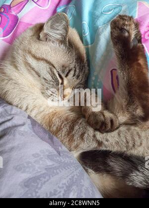 Cat sleeps in a ball in a baby bed. Stock Photo